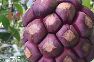 布福娜多少錢一斤？長(zhǎng)相奇特的水果