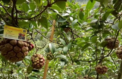 布福娜多少錢一斤？長相奇特的水果