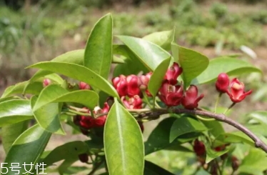 布福娜多少錢一斤？長相奇特的水果