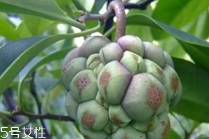 布福娜怎么吃？形狀像惡魔果實(shí)