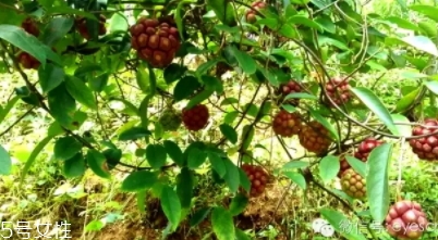 布福娜怎么吃？形狀像惡魔果實(shí)