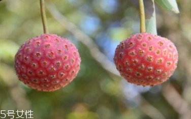 雞嗉子果怎么吃？雞嗉子果的功效和作用