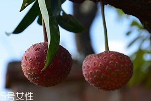 雞嗉子果怎么吃？雞嗉子果的功效和作用