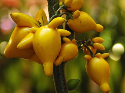 黃金果怎么吃？黃金果能吃嗎？