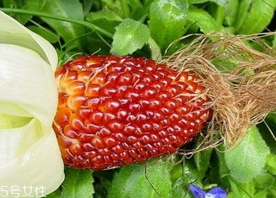 草莓玉米多少錢一斤？酷似草莓的玉米