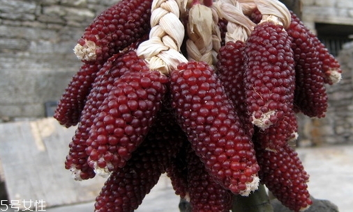 草莓玉米怎么吃？觀賞和食用雙重價值