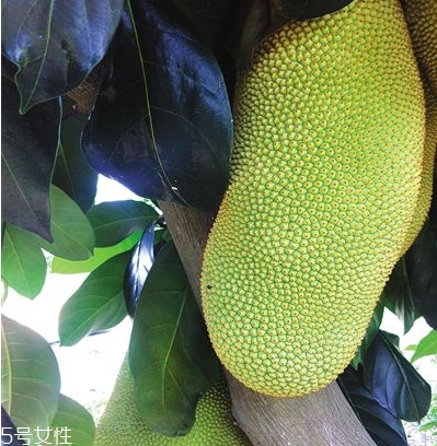 榴蓮蜜多少錢一斤？十幾塊錢左右波動(dòng)