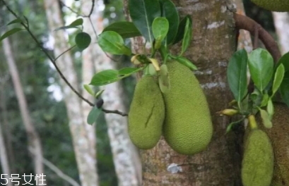 尖蜜拉是菠蘿蜜嗎？多少錢一斤