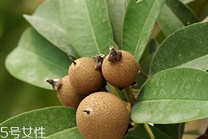 人心果多少錢一斤？稀有水果價(jià)格高