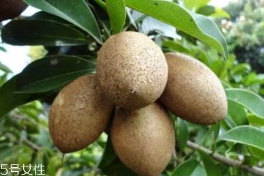 人心果多少錢一斤？稀有水果價格高