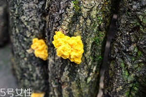 孕婦可以吃金耳嗎？哪些人不適合吃金耳