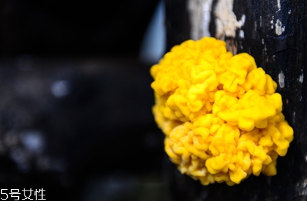 孕婦可以吃金耳嗎？哪些人不適合吃金耳