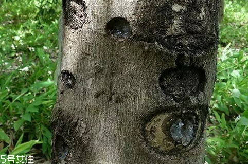 雪燕可以天天吃嗎？好東西也要講究頻率