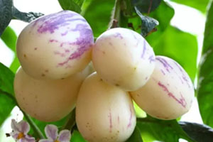 香瓜茄多少錢一斤？香瓜茄種子哪里買