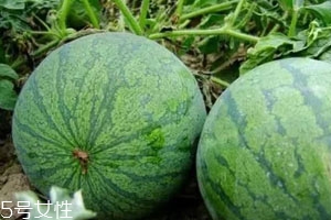 打瓜可以直接吃嗎？打瓜的功效作用