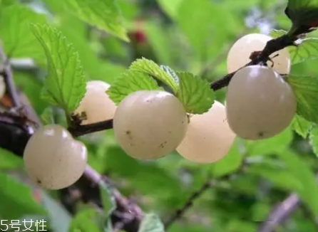 白玉櫻桃多少錢一斤？