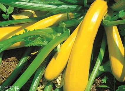 香蕉西葫蘆多少錢一斤？