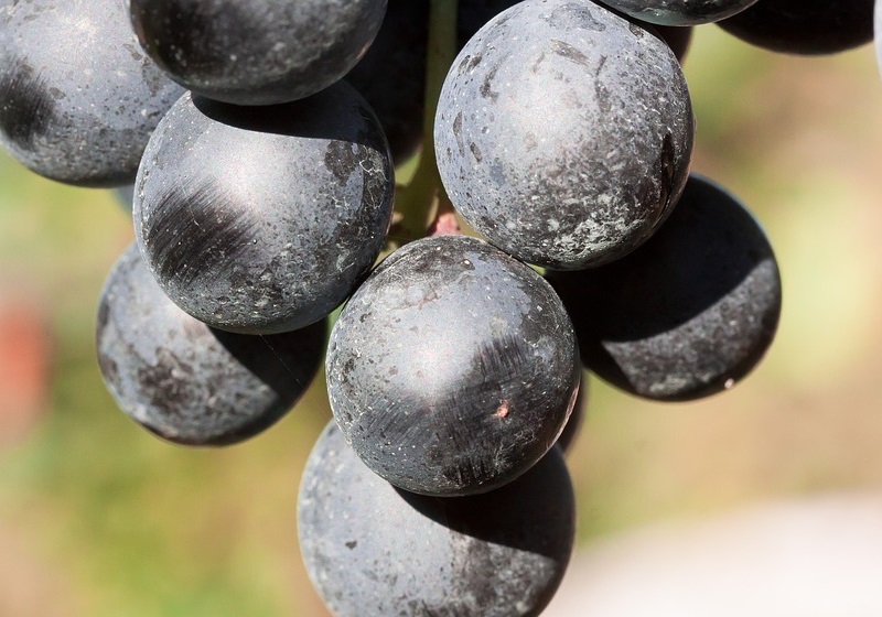 葡萄怎么挑選好吃的 葡萄選購(gòu)技巧