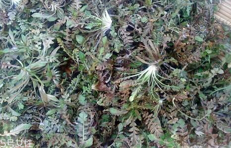 地菜什么時候有 采摘時間 地菜什么時候有 采摘時間