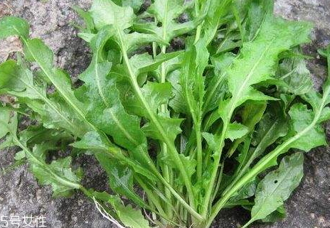 地菜什么時候有 采摘時間 地菜什么時候有 采摘時間