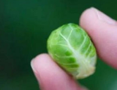 抱子甘藍(lán)可以生吃嗎？抱子甘藍(lán)沙拉更營(yíng)養(yǎng)