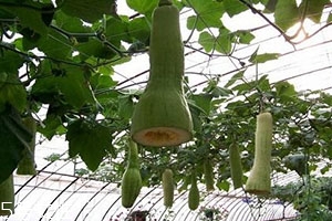 砍瓜怎么做好吃？教你烹飪砍瓜