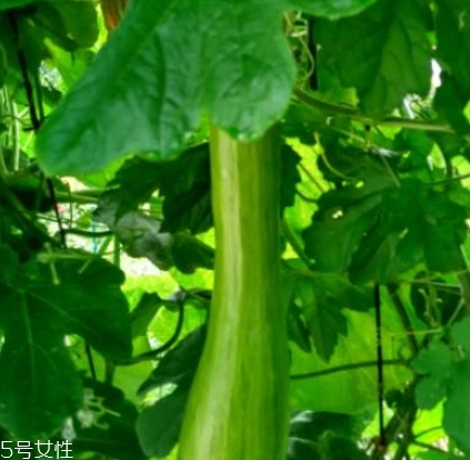 砍瓜怎么做好吃？教你烹飪砍瓜