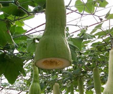 砍瓜怎么做好吃？教你烹飪砍瓜