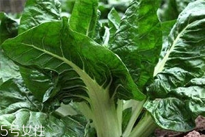 牛皮菜孕婦可以吃嗎？