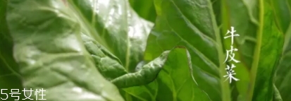 牛皮菜孕婦可以吃嗎？