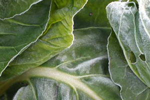 牛皮菜是發(fā)物嗎？牛皮菜有毒嗎