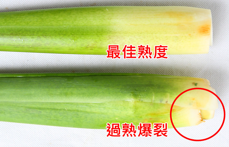 茭白怎么剝開 茭白這樣保存與挑選 茭白怎么剝開 茭白這樣保存與挑選