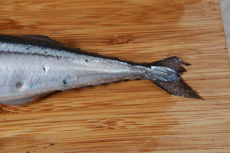 秋刀魚怎么處理？秋刀魚怎么挑選