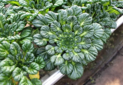 塔菜怎么做好吃？教你塔菜的做法