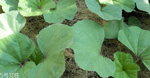 冬寒菜的營養(yǎng)價值和功效作用 冬寒菜的營養(yǎng)價值和功效作用