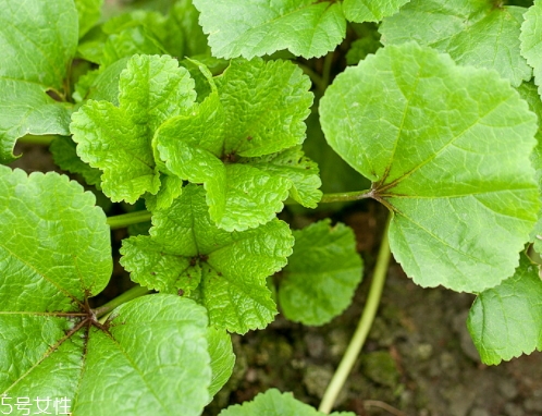 冬寒菜的營養(yǎng)價值和功效作用 冬寒菜的營養(yǎng)價值和功效作用