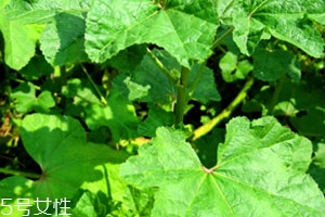 冬寒菜孕婦可以吃嗎？不建議孕婦吃冬寒菜