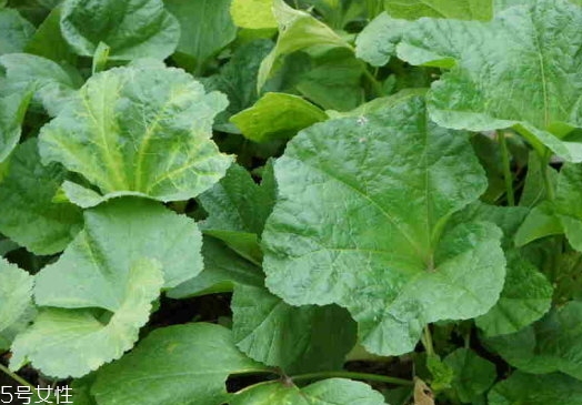 冬寒菜孕婦可以吃嗎？不建議孕婦吃冬寒菜