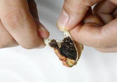 陽澄湖大閘蟹怎么吃？食陽澄湖大閘蟹注意事項(xiàng)