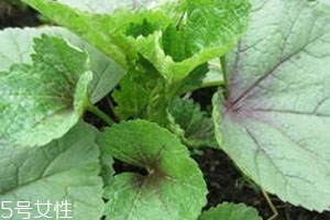 冬寒菜多少錢一斤？