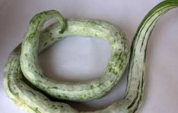 蛇瓜的營(yíng)養(yǎng)價(jià)值 蛇瓜的功效與作用 蛇瓜的營(yíng)養(yǎng)價(jià)值 蛇瓜的功效與作用