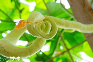 蛇瓜可以生吃嗎？這樣吃蛇瓜最好