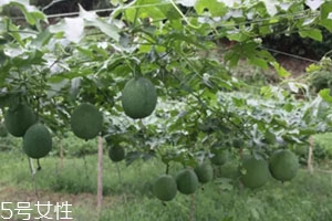 吊瓜怎么吃？吊瓜這樣做最好吃