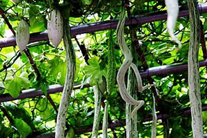 蛇豆角的營養(yǎng)價值與功效作用