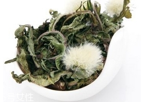 蒲公英茶怎么做？蒲公英茶做法超簡單