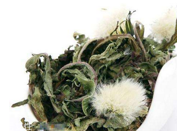 蒲公英茶怎么做？蒲公英茶做法超簡單