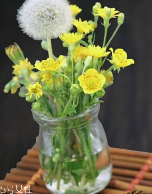 蒲公英茶怎么做？蒲公英茶做法超簡單