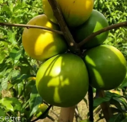 黃晶果多少錢一斤？黃晶果好吃嗎