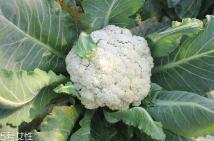 花椰菜吃的是什么部位？花苞部位最營養(yǎng)