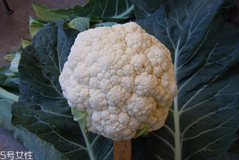 孕婦可以吃花椰菜嗎？促進(jìn)孕婦免疫力